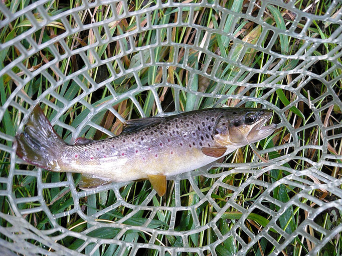 Fliegenfischerschule-Hessen // Fliegenfischen // Wurfkurse // Bindekurse // Guiding