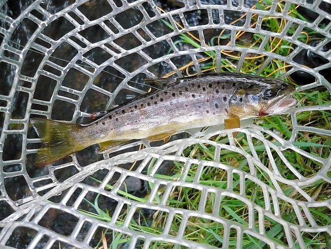 Fliegenfischerschule-Hessen // Fliegenfischen // Wurfkurse // Bindekurse // Guiding