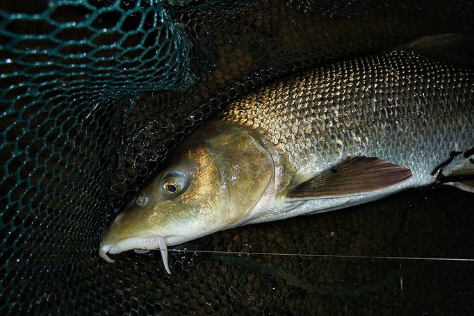 Finde das pure Abenteuer mitten in Deutschland beim Fliegenfischen mit der Fliegenfischerschule-Hessen.