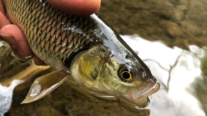 Fliegenfischen lernen in Deutschland / Wurfkurs / Fliegenfischerschule-Hessen