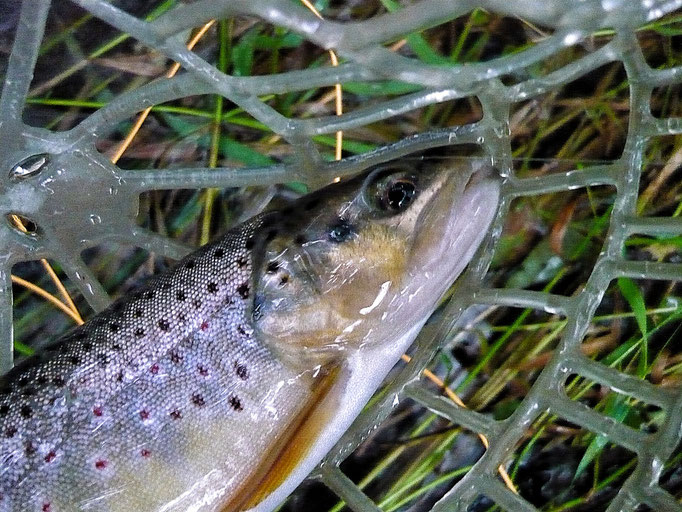 Fliegenfischerschule-Hessen // Fliegenfischen // Wurfkurse // Bindekurse // Guiding