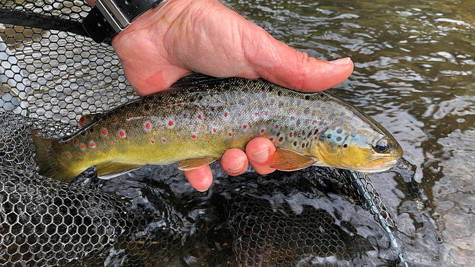 Fliegenfischen lernen in Deutschland / Wurfkurs / Fliegenfischerschule-Hessen