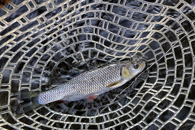 Fliegenfischen lernen in Deutschland mit der Fliegenfischerschule-Hessen - ein großartiges Erlebnis und Abenteuer.