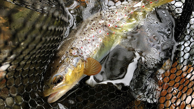 Fliegenfischen lernen in Deutschland / Fliegenfischerkurse / Guiding / Anfänger und Fortgeschrittene