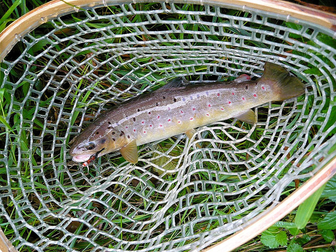 Fliegenfischerschule-Hessen // Fliegenfischen // Wurfkurse // Bindekurse // Guiding