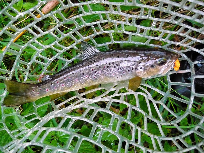 Fliegenfischerschule-Hessen // Fliegenfischen // Wurfkurse // Bindekurse // Guiding