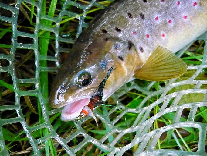 Fliegenfischerschule-Hessen // Fliegenfischen // Wurfkurse // Bindekurse // Guiding