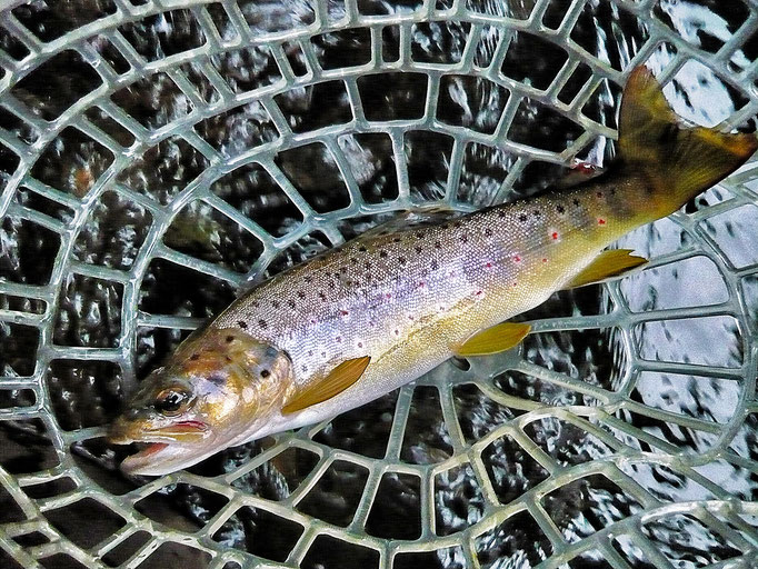 Fliegenfischerschule-Hessen // Fliegenfischen // Wurfkurse // Bindekurse // Guiding