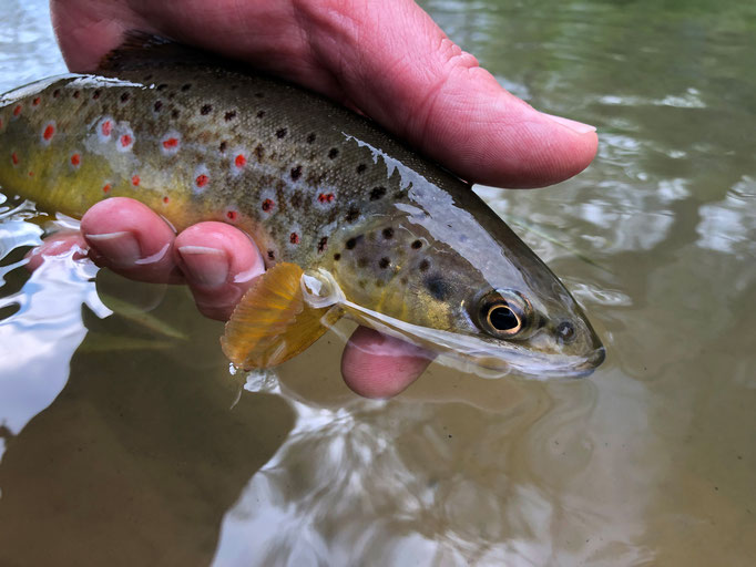 Flyfishing in Germany