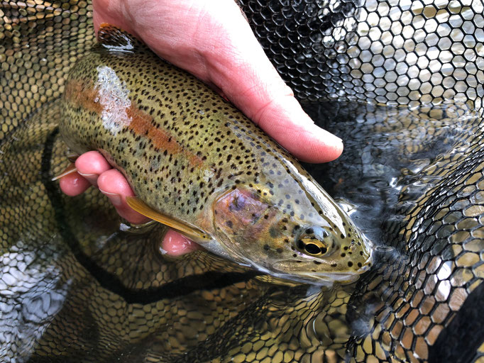 Fliegenfischen lernen und Guidings in Deutschland