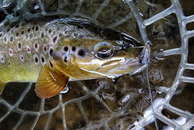 Fliegenfischerschule-Hessen / Fliegenfischen lernen / Kurse und Schulungen / Wurfkurs und Guiding / Fliegenfischerkurse