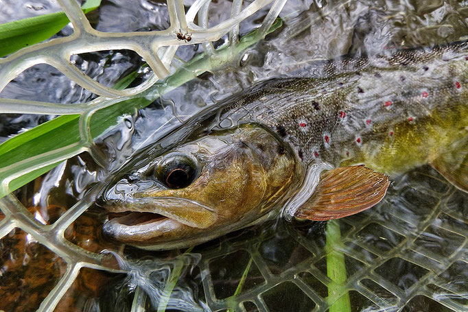 Fliegenfischen lernen / Fliegenfischen in Deutschland