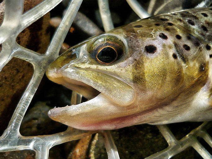 Fliegenfischen lernen / Kurse / Kurzurlaub / Reisen / Fliegenfischerschule / Deutschland