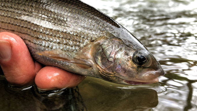 Fliegenfischen in Deutschland / Fliegenfischerschule-Hessen