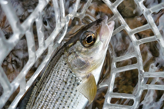 Fliegenfischerschule-Hessen // Fliegenfischen // Wurfkurse // Bindekurse // Guiding