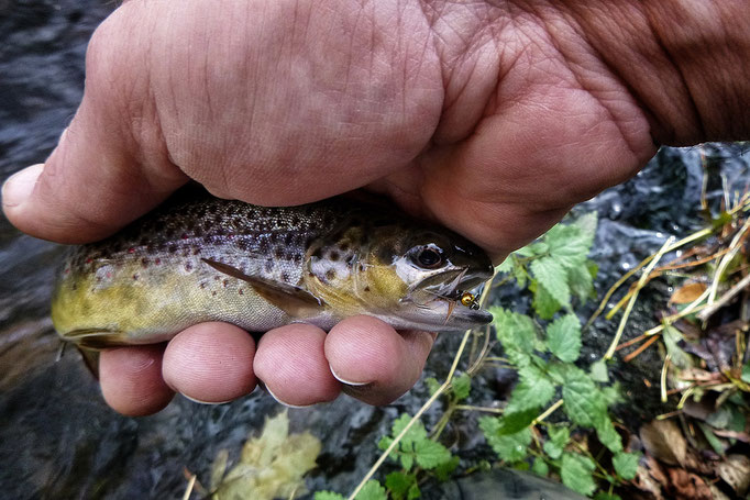 Fliegenfischen lernen in Deutschland mit der Fliegenfischerschule-Hessen - ein großartiges Erlebnis und Abenteuer.