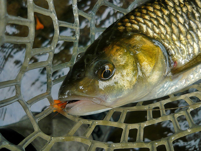 Fliegenfischen lernen / Kurse / Kurzurlaub / Reisen / Fliegenfischerschule / Deutschland