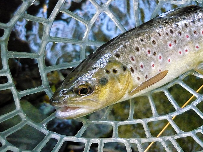 Fliegenfischerschule-Hessen // Fliegenfischen // Wurfkurse // Bindekurse // Guiding