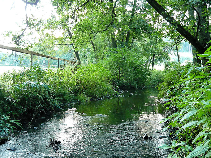 Fliegenfischerschule-Hessen // Fliegenfischen // Wurfkurse // Bindekurse // Guiding