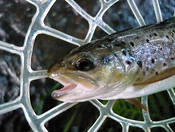 Fliegenfischerschule-Hessen // Fliegenfischen // Wurfkurse // Bindekurse // Guiding