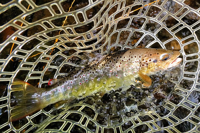 Fliegenfischen lernen / Fliegenfischen in Deutschland