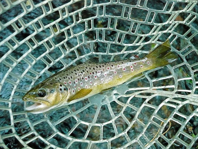 Fliegenfischerschule-Hessen // Fliegenfischen // Wurfkurse // Bindekurse // Guiding