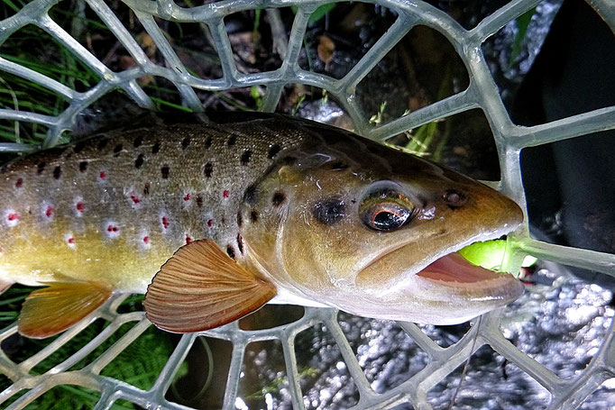 Fliegenfischen lernen / Fliegenfischen in Deutschland