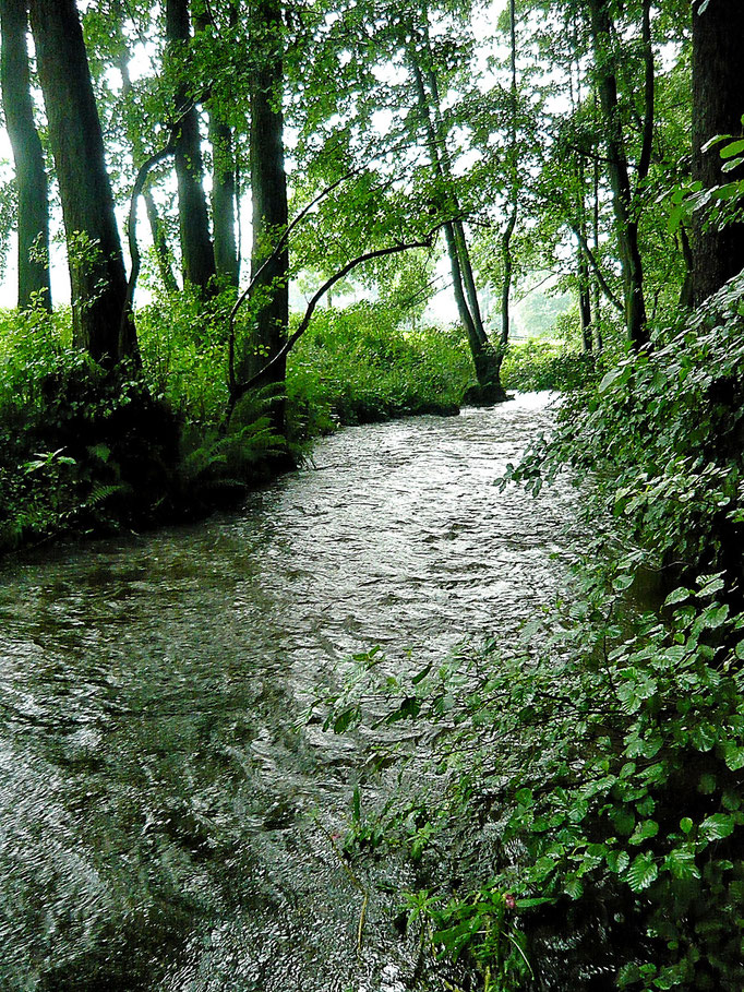 Fliegenfischerschule-Hessen // Fliegenfischen // Wurfkurse // Bindekurse // Guiding