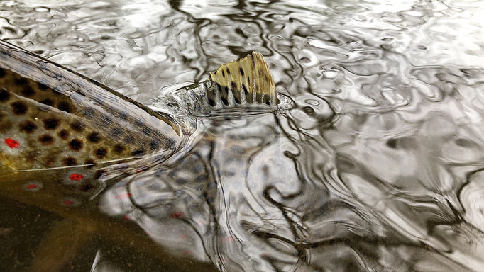 Fliegenfischen lernen in Deutschland / Wurfkurs / Fliegenfischerschule-Hessen