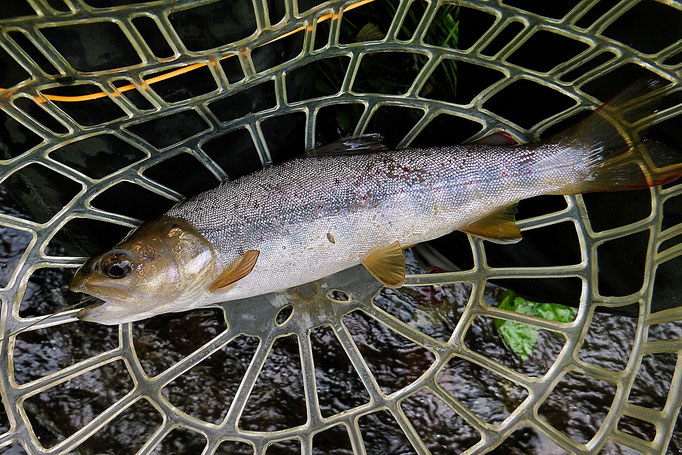 Fliegenfischen lernen / Fliegenfischen in Deutschland