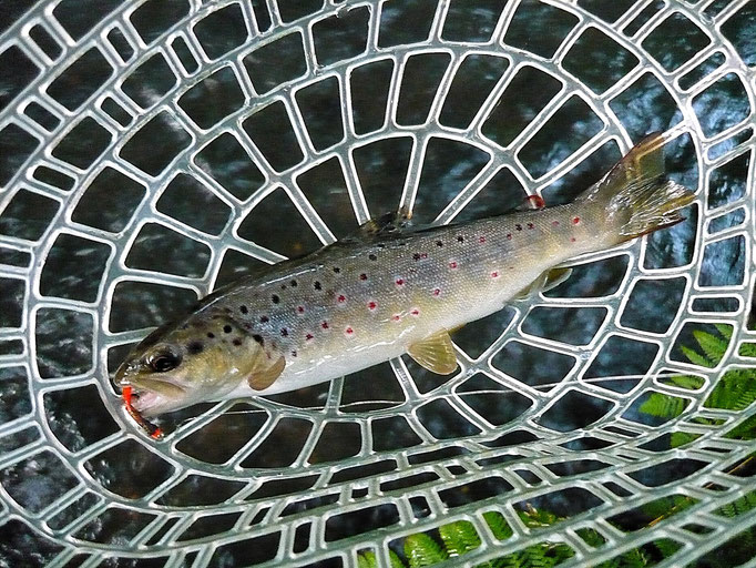 Fliegenfischerschule-Hessen // Fliegenfischen // Wurfkurse // Bindekurse // Guiding