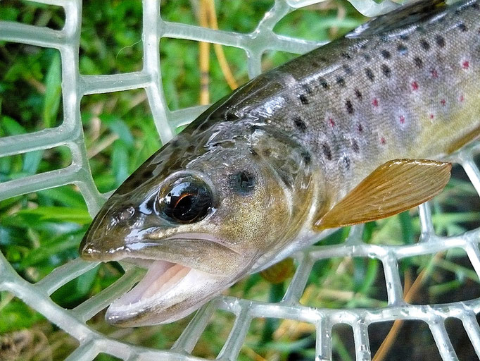 Fliegenfischerschule-Hessen // Fliegenfischen // Wurfkurse // Bindekurse // Guiding