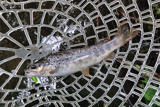 Fliegenfischen lernen / Fliegenfischen in Deutschland