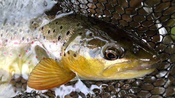 Fliegenfischen lernen in Deutschland / Fliegenfischerkurse / Guiding / Anfänger und Fortgeschrittene