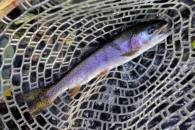 Fliegenfischen lernen in Deutschland mit der Fliegenfischerschule-Hessen - ein großartiges Erlebnis und Abenteuer.