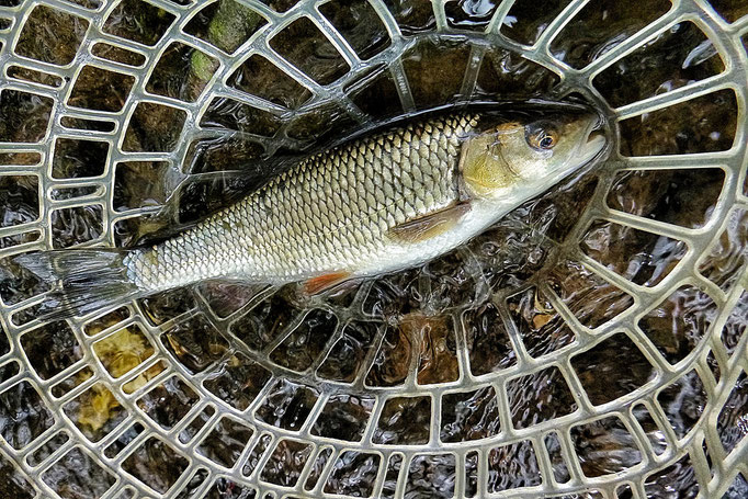 Fliegenfischerschule-Hessen / Fliegenfischen lernen / Kurse und Schulungen / Wurfkurs und Guiding / Fliegenfischerkurse
