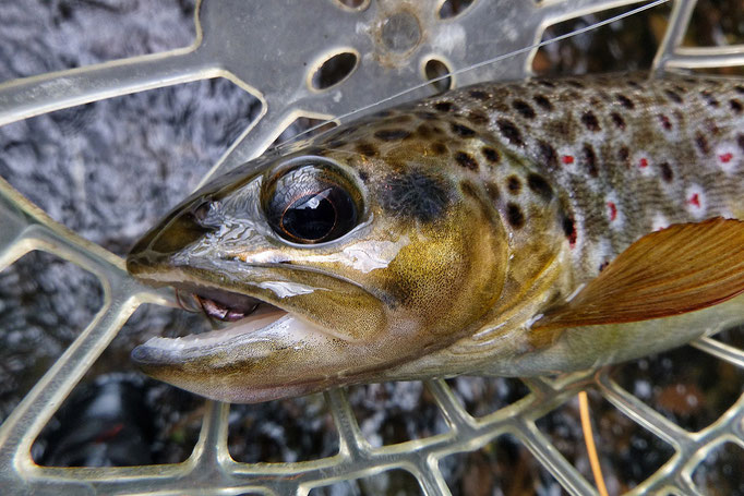 Finde das pure Abenteuer mitten in Deutschland beim Fliegenfischen mit der Fliegenfischerschule-Hessen.