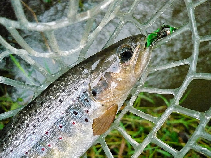 Fliegenfischerschule-Hessen // Fliegenfischen // Wurfkurse // Bindekurse // Guiding
