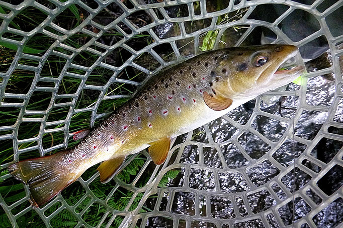 Fliegenfischen lernen / Fliegenfischen in Deutschland