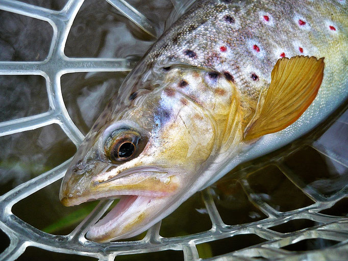 Fliegenfischerschule-Hessen // Fliegenfischen lernen // Wurfkurse // Bindekurse // Guiding