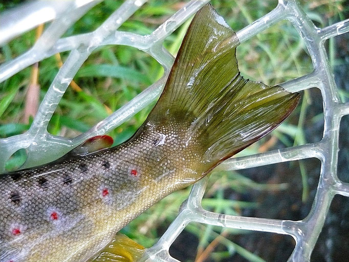 Fliegenfischerschule-Hessen // Fliegenfischen // Wurfkurse // Bindekurse // Guiding