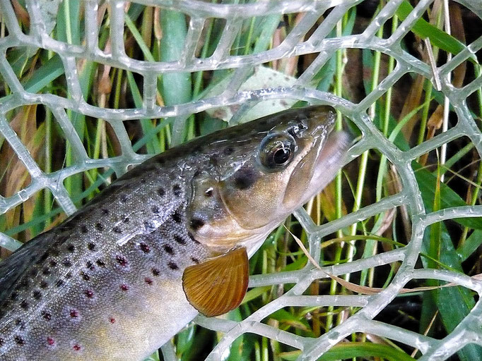 Fliegenfischerschule-Hessen // Fliegenfischen // Wurfkurse // Bindekurse // Guiding