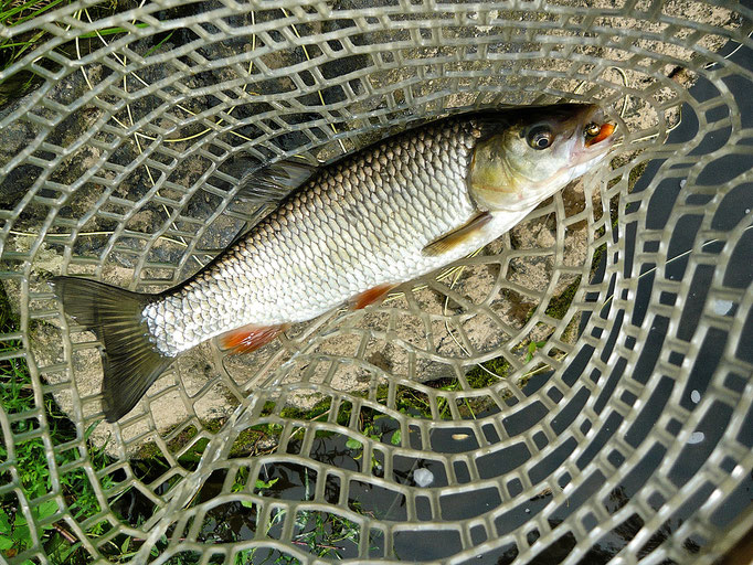 Fliegenfischerschule-Hessen // Fliegenfischen // Wurfkurse // Bindekurse // Guiding