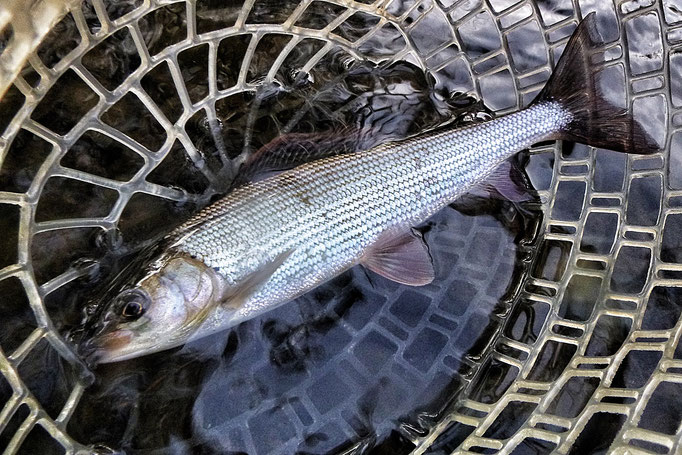 Fliegenfischen lernen in Deutschland mit der Fliegenfischerschule-Hessen - ein großartiges Erlebnis und Abenteuer.