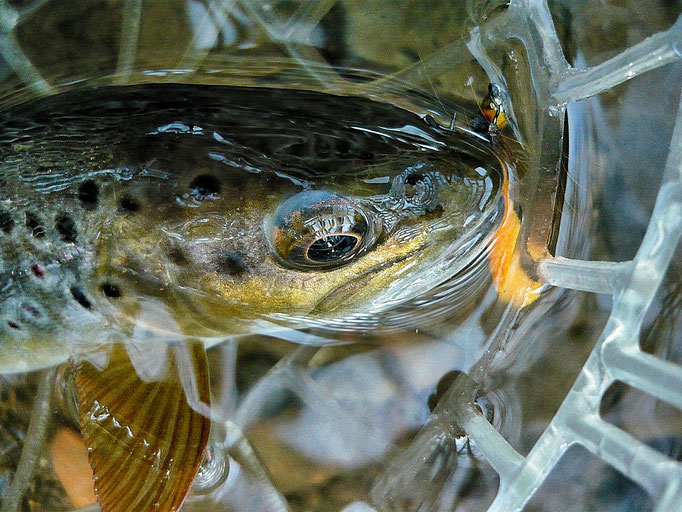 Fliegenfischerschule-Hessen // Fliegenfischen // Wurfkurse // Bindekurse // Guiding