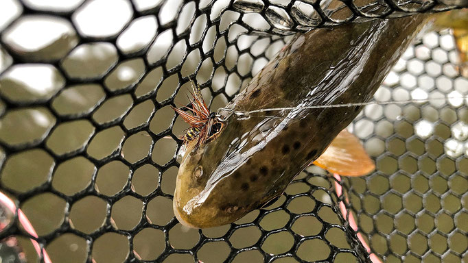 Fliegenfischen lernen in Deutschland / Fliegenfischerkurse / Guiding / Anfänger und Fortgeschrittene