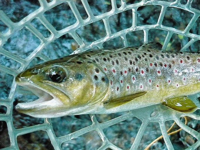 Fliegenfischerschule-Hessen // Fliegenfischen // Wurfkurse // Bindekurse // Guiding