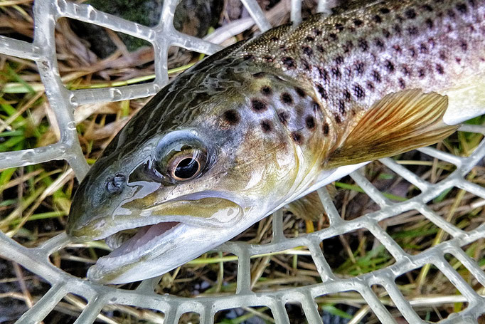 Fliegenfischen lernen / Kurse / Kurzurlaub / Reisen / Fliegenfischerschule / Deutschland