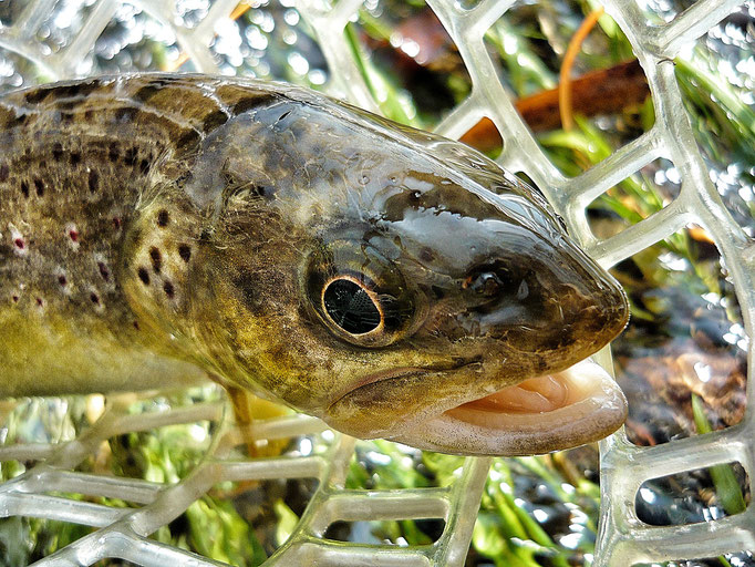 Fliegenfischerschule-Hessen // Fliegenfischen // Wurfkurse // Bindekurse // Guiding