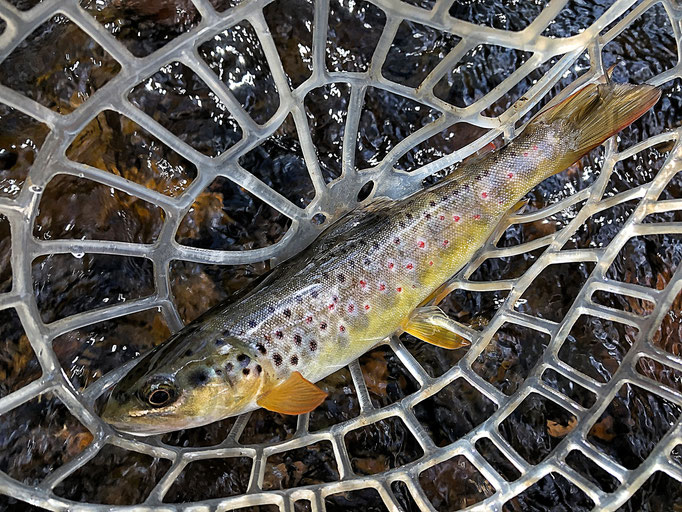 Fliegenfischen lernen in Deutschland / Wurfkurs / Fliegenfischerschule-Hessen